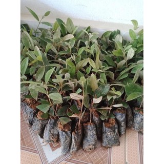 [FREESHIP - Xả Khô Máu] Cây giống hoa sim ăn quả