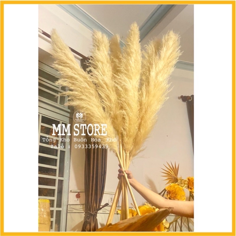 Hoa cỏ lau khô trang trí hoa cỏ lau xù màu kem siêu vintage chup ảnh