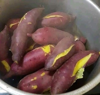 Khoai lang Nhật củ to