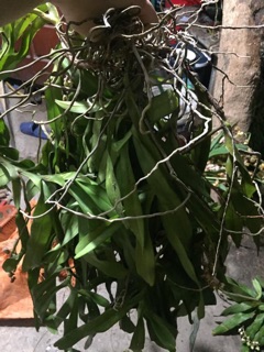 PHONG LAN TAM BẢO SẮC  (giò)
