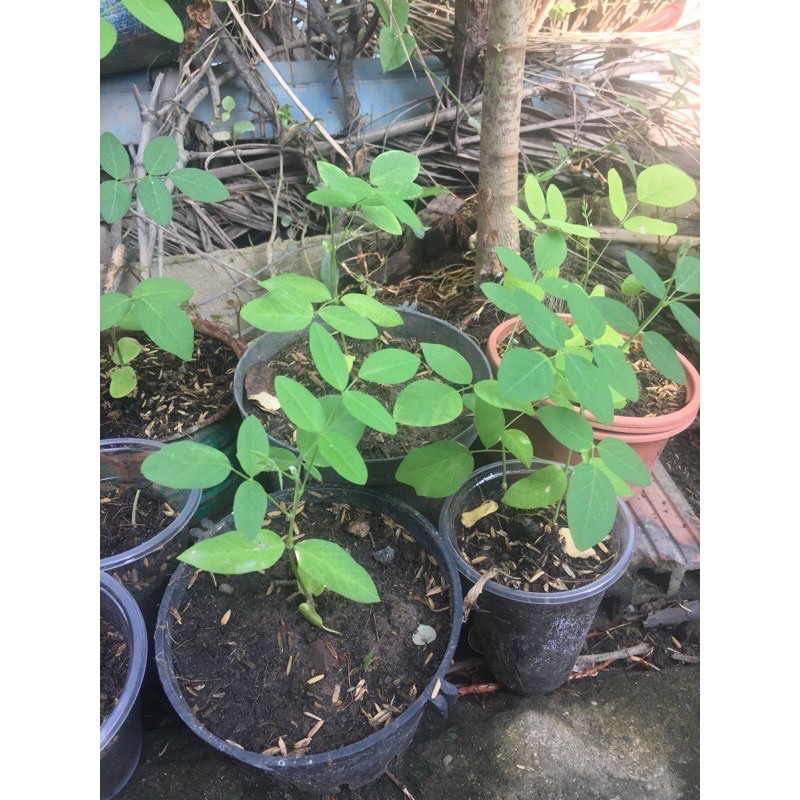 Cây giống hoa đậu biếc bầu đất không chậu