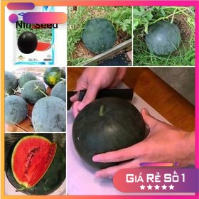 [Giá Rẻ] Hạt giống dưa hấu sugar baby vỏ đen NK Thái Lan