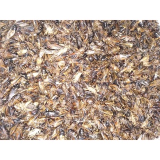 DẾ SẤY KHÔ 100 GRAM THỨC ĂN CHO CÁ ,GÀ ,CHIM ,BÒ SÁT,MÈO....