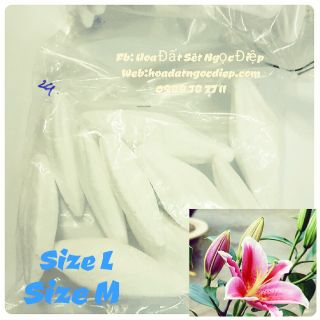 XỐP LÀM NỤ HOA LILY