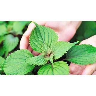 Hạt giống rau tía tô dễ trồng nhiều dinh dưỡng
