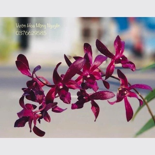 (1 chậu) Hoa lan dendro nắng bò đen , hàng xưa tách chiết - đứng lá hoặc có hoa