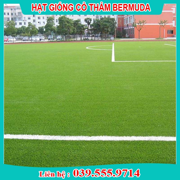 200G HẠT GIỐNG CỎ THẢM BERMUDA XANH  UY TÍN CHẤT LƯỢNG CAO