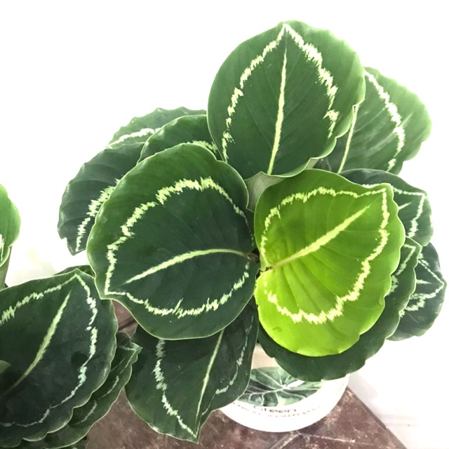 Đuôi công lá xanh viền