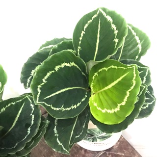 Đuôi công lá xanh viền