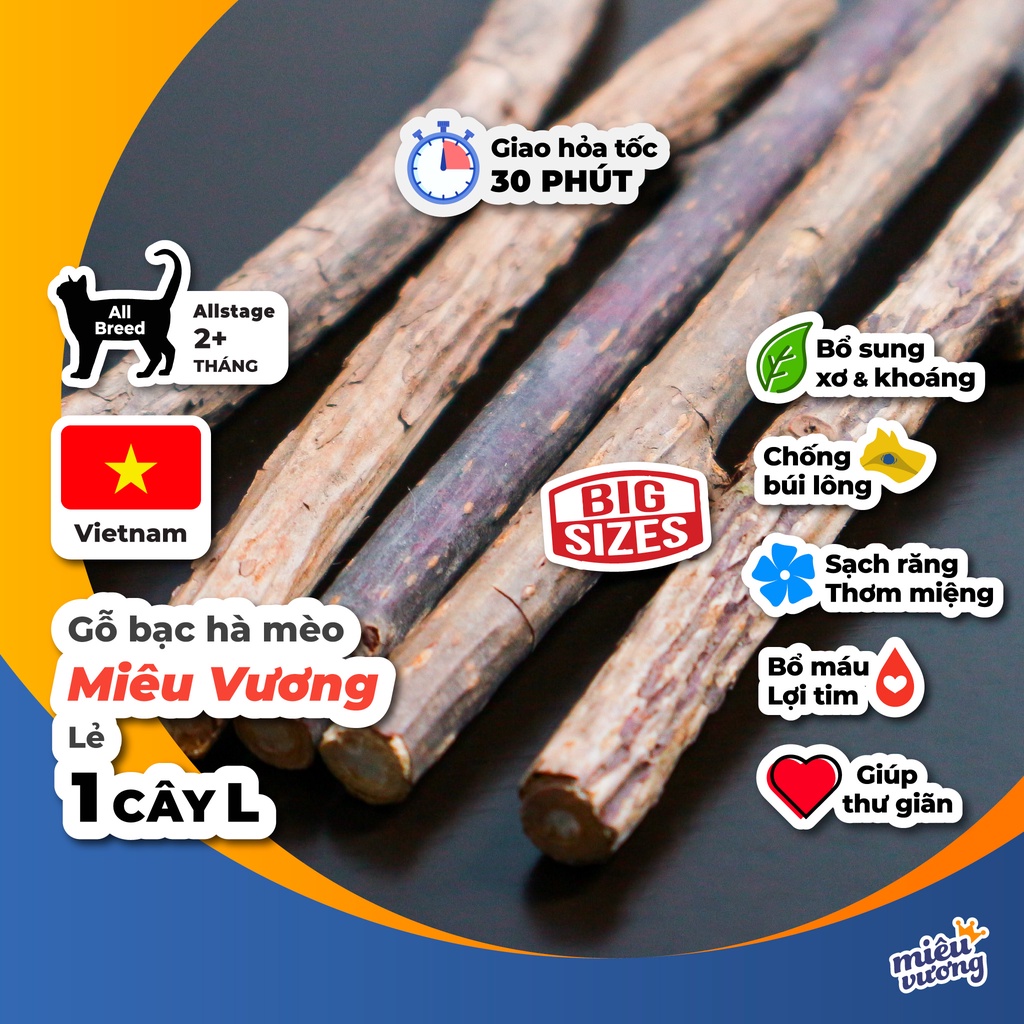 Thân cây bạc hà Miêu Vương Matatabi mèo gặm sạch răng và thư giãn