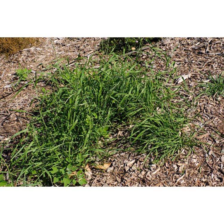 Cây Elymus repens Eurasian Grass (Cỏ Cảnh Á Âu) chậu nhựa 8cm