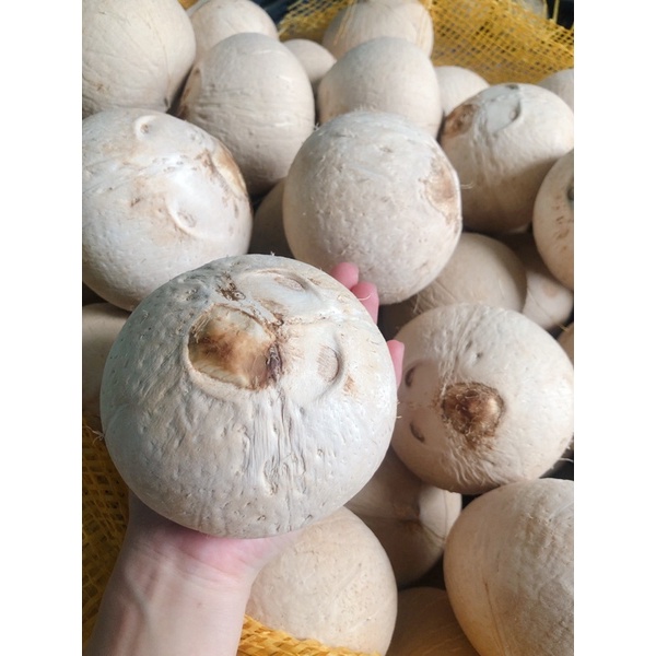 Dừa xiêm Bến Tre nước ngọt, bao uống từng trái