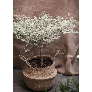 Cây bàng nhật dáng tree cẩm thạch