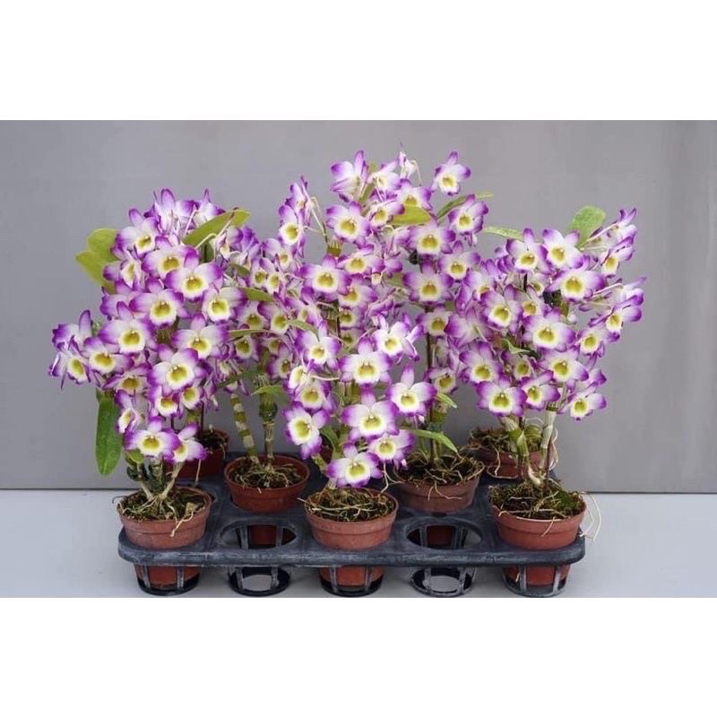 Hoa Lan denro Xuân sỉ 5k