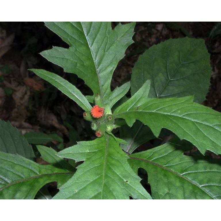 Hạt giống rau Tàu bay gói 1gr