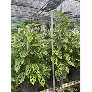 trầu bà lỗ leo cột