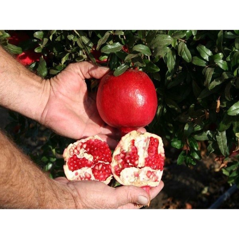 Hạt giống lựu lùn cao sản F1