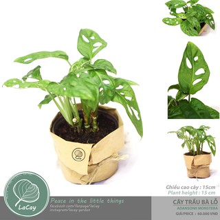 CÂY TRẦU BÀ LỖ / ADANSONII MONSTERA