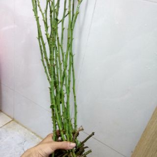 Rễ trần hồng ngoại