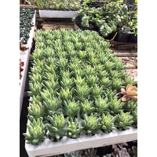 01 Cây Sen Đá size mini 3-5cm cây khoẻ đẹp