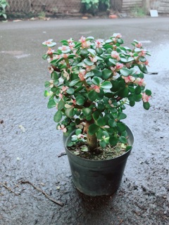 Chậu đô la kiểng