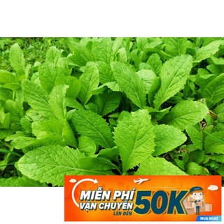 20g hạt giống cải bẹ xanh