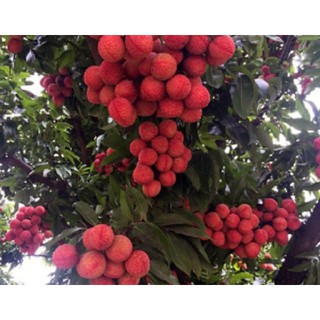 Cây Giống Vải Thiều Hạt Siêu Bé Cùi Siêu Dày