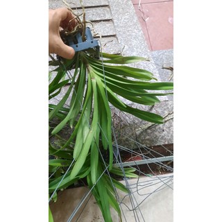 Vanda đôi thanh lý hơi lỗi lá