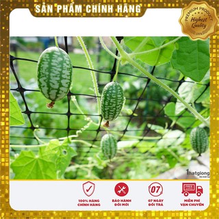 Hạt giống Dưa Hấu Mini 10 Hạt