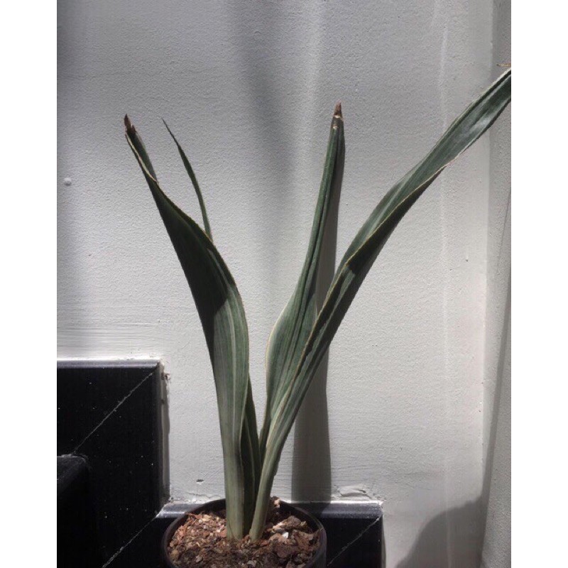 Lưỡi hổ bạc Siam Thái - Sansevieria Metallica Siam Silver