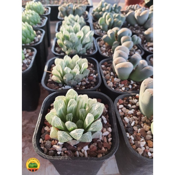 Sen đá kim cương Haworthia đã thuần, dễ chăm | Haworthia Cooperi Pilifera Variegata