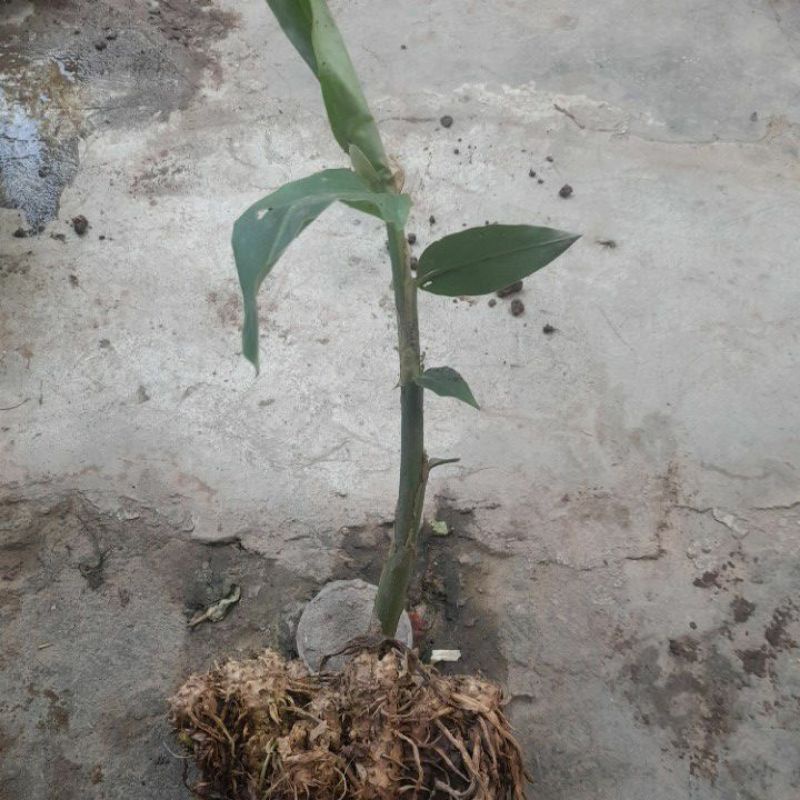 Cây giống hoàng thanh