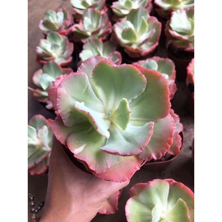 Sen đá Bắp Cải San Hô (10-12cm)