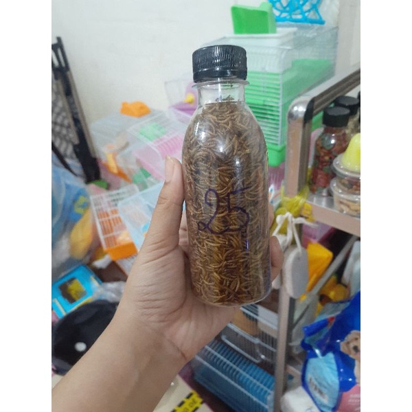Sâu rang bơ chuột hamter🐭