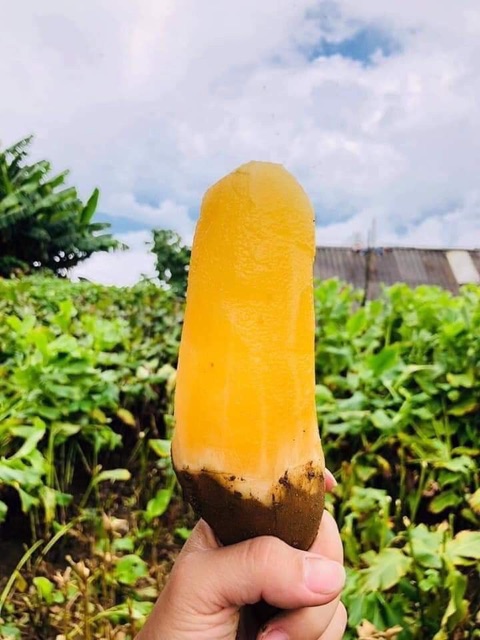 500gr KHOAI SÂM SẤY DẺO