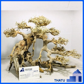 Lũa bonsai thủy sinh trang trí hồ cá cảnh size lớn 50x40cm bs12