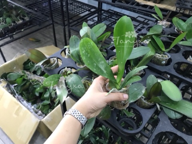 Hồ Điệp Cây Giống Nhiều Màu
