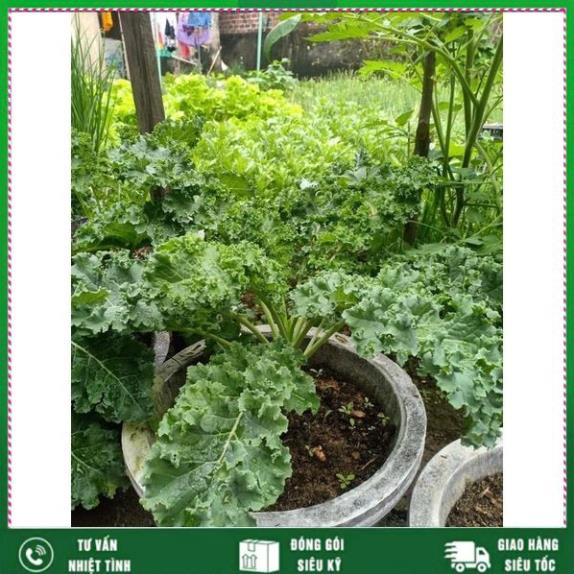 Cải xoăn Kale -Việt Á,giàu dinh dưỡng, dễ trồng