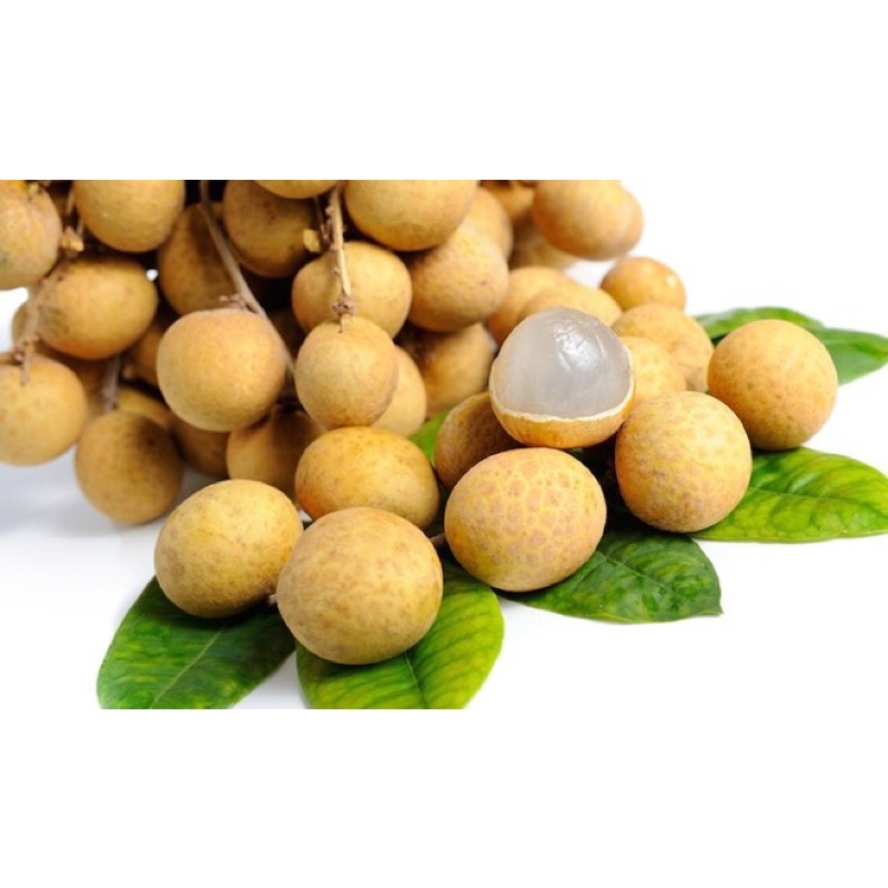 Cây giống nhãn lồng muộn Hưng Yên cho quả siêu ngọt.