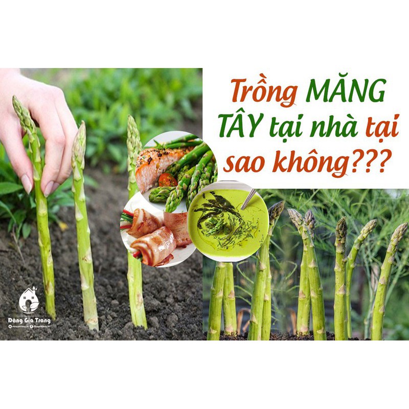 BẦU CÂY GIỐNG MĂNG TÂY XANH 1 NĂM TUỔI, SIÊU NĂNG SUẤT, SIÊU KINH TẾ - BCGMTXSNS