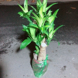 cây PHÁT TÀI KHÚC THIẾT MỘC LAN