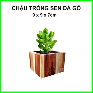 Chậu gỗ trồng sen đá 9x9x7cm Greenhouse
