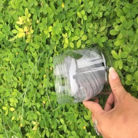 Keo Bẫy chim Siêu Nhạy 50g