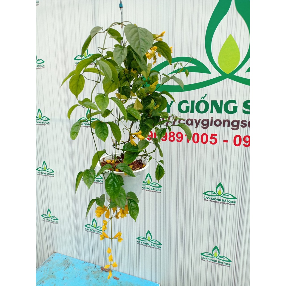 Hoa lan hoàng dương  cao 60cm, cây đang hoa, hoa quanh năm, cây leo nhanh, ưa nắng