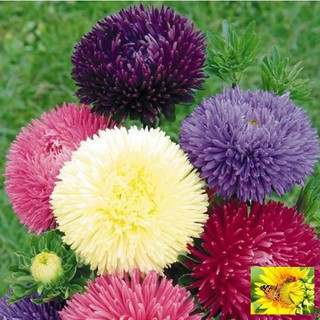Hạt giống Cúc magic 50 hạt nhiều màu