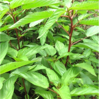 Hạt giống Rau đay đỏ