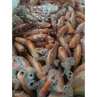Cá diêu hồng tươi làm sạch 1kg