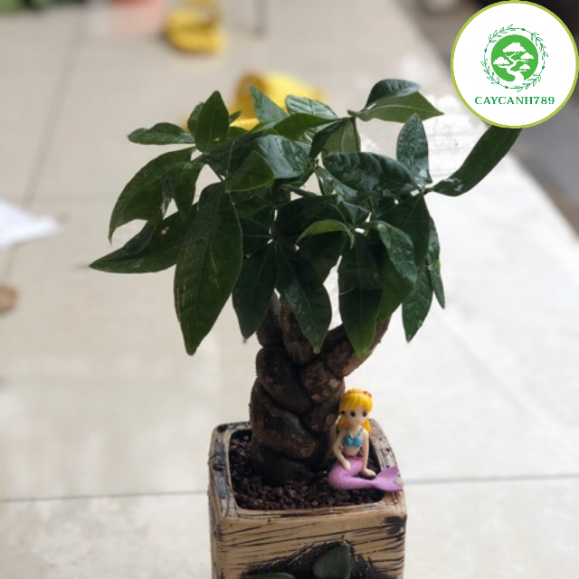 Cây kim ngân bonsai - cây phong thủy để bàn (Ảnh thật số 2)