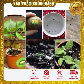 Hạt Giống Quả Kiwi LUCKY SEEDS  ( 30 hạt)