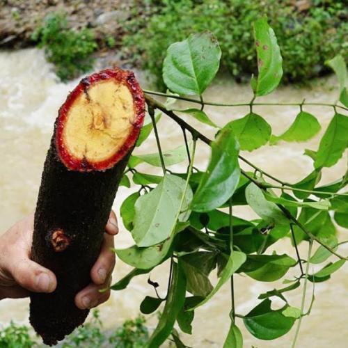 1kg Cỏ Máu  sấy khố